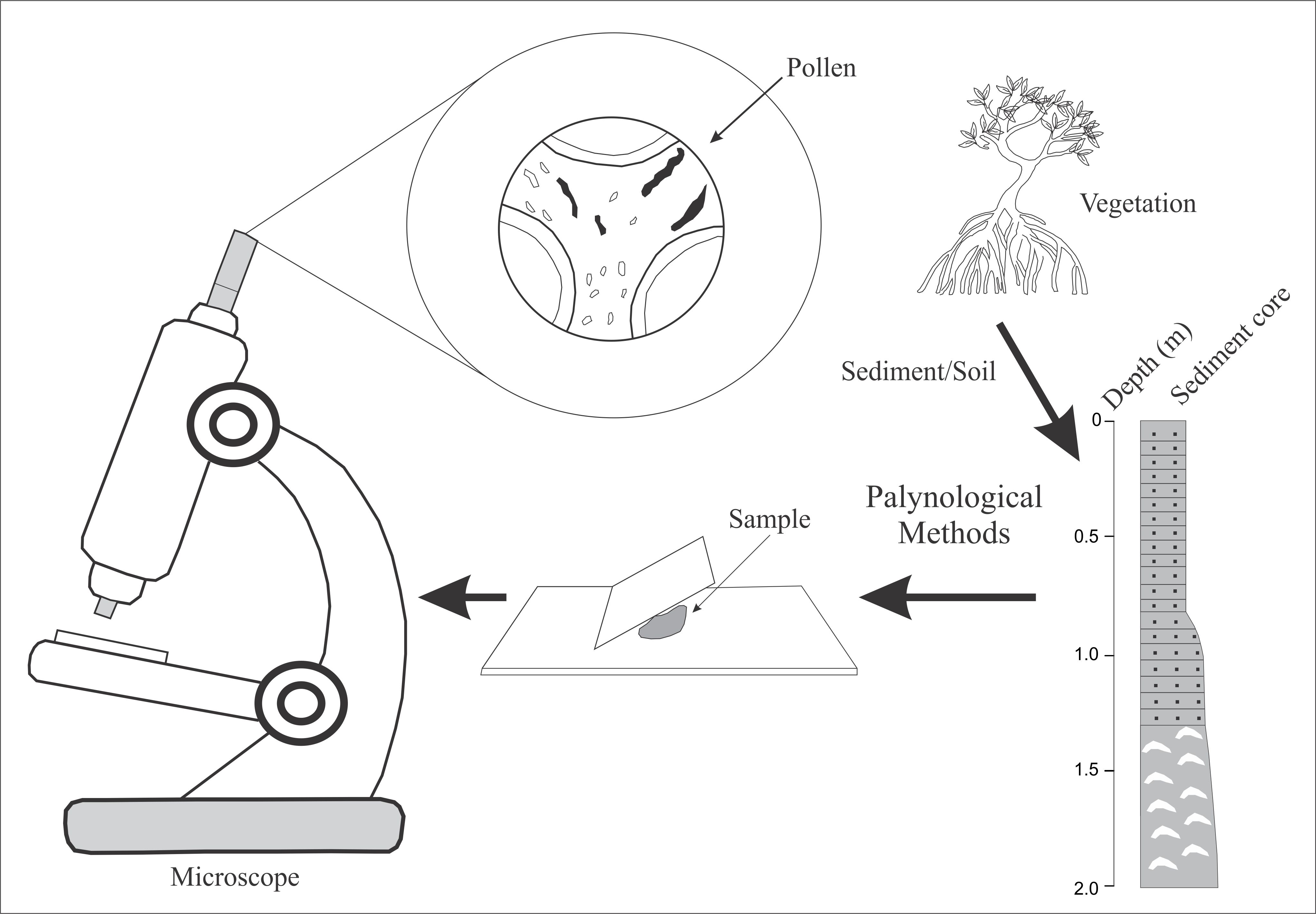 Samples processing using standard analytical techniques for pollen analysis and temporal vegetation studies.